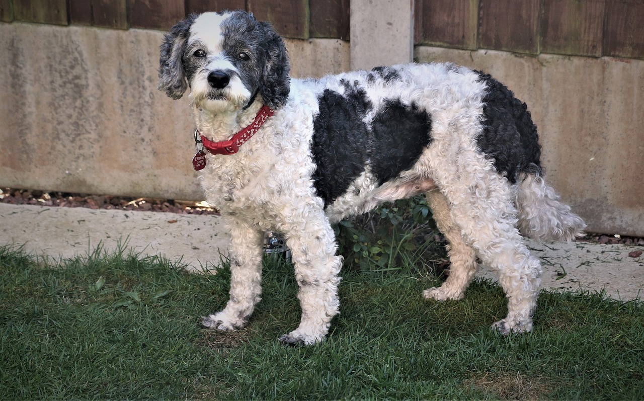 Why Cockapoo Dogs Are So Loved